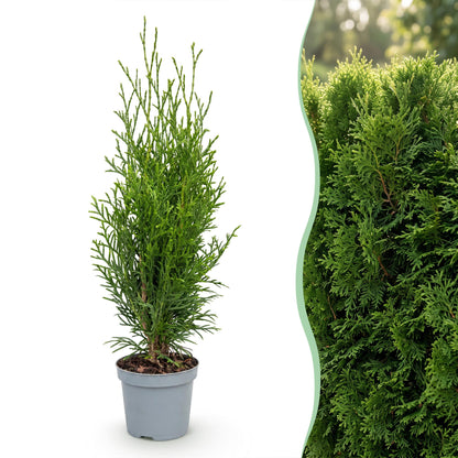 8x Thuja occidentalis Smaragd - Levensboom - Haagplanten - Groenblijvend - Groen - Pot 9cm - Hoogte 20-30cm
