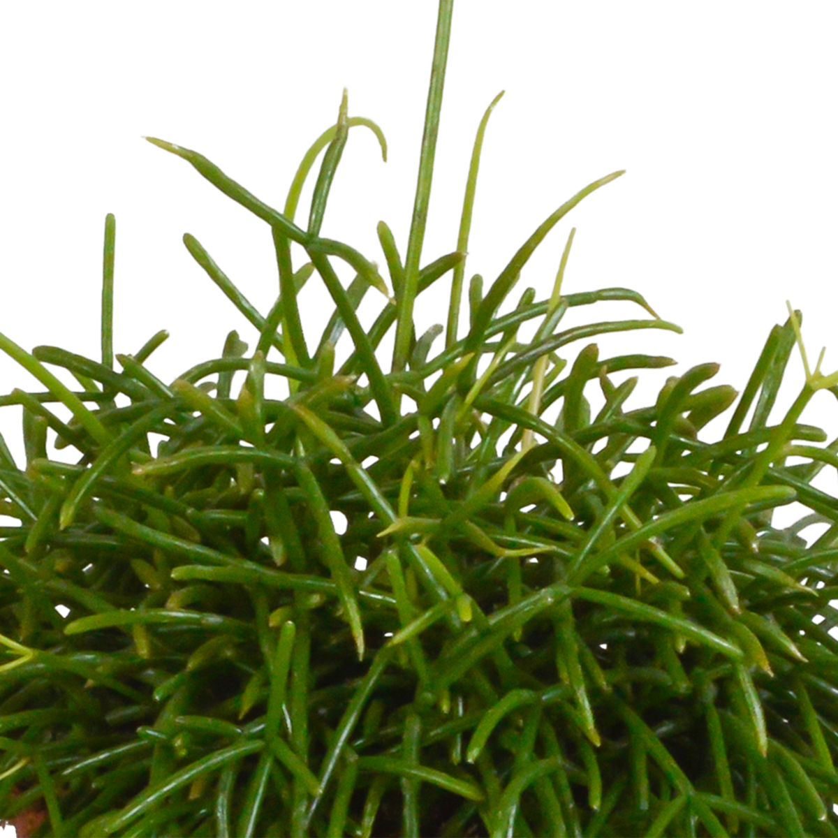 Rhipsalis baccifera Oasis 12cm