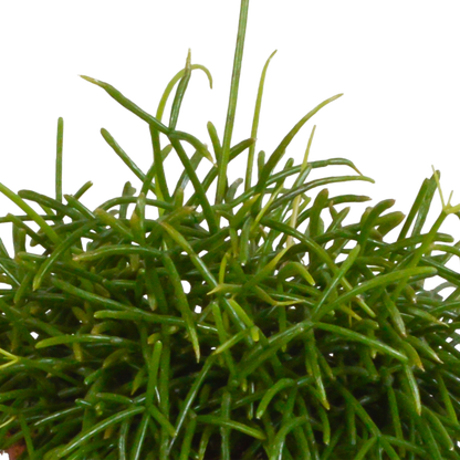 Rhipsalis baccifera Oasis 12cm