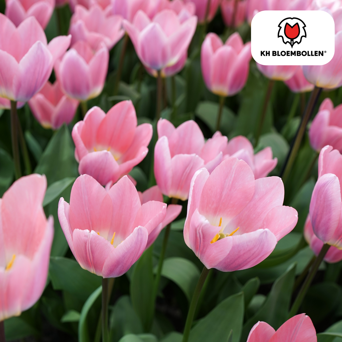 Tulpenbollen Light and Dreamy – 20 Stuks | KH Bloembollen® | Prachtige Pastelkleuren – Voor Tuin of Pot – Maat 11/12 – Vers van de Teler!