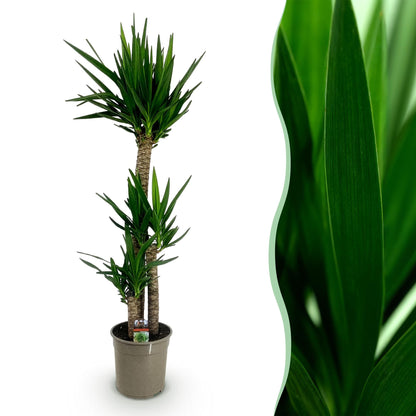 Kamerplant - Yucca elephantipes - Yucca - Weinig onderhoud - Groen - 1 - Pot 24cm - Hoogte 140cm