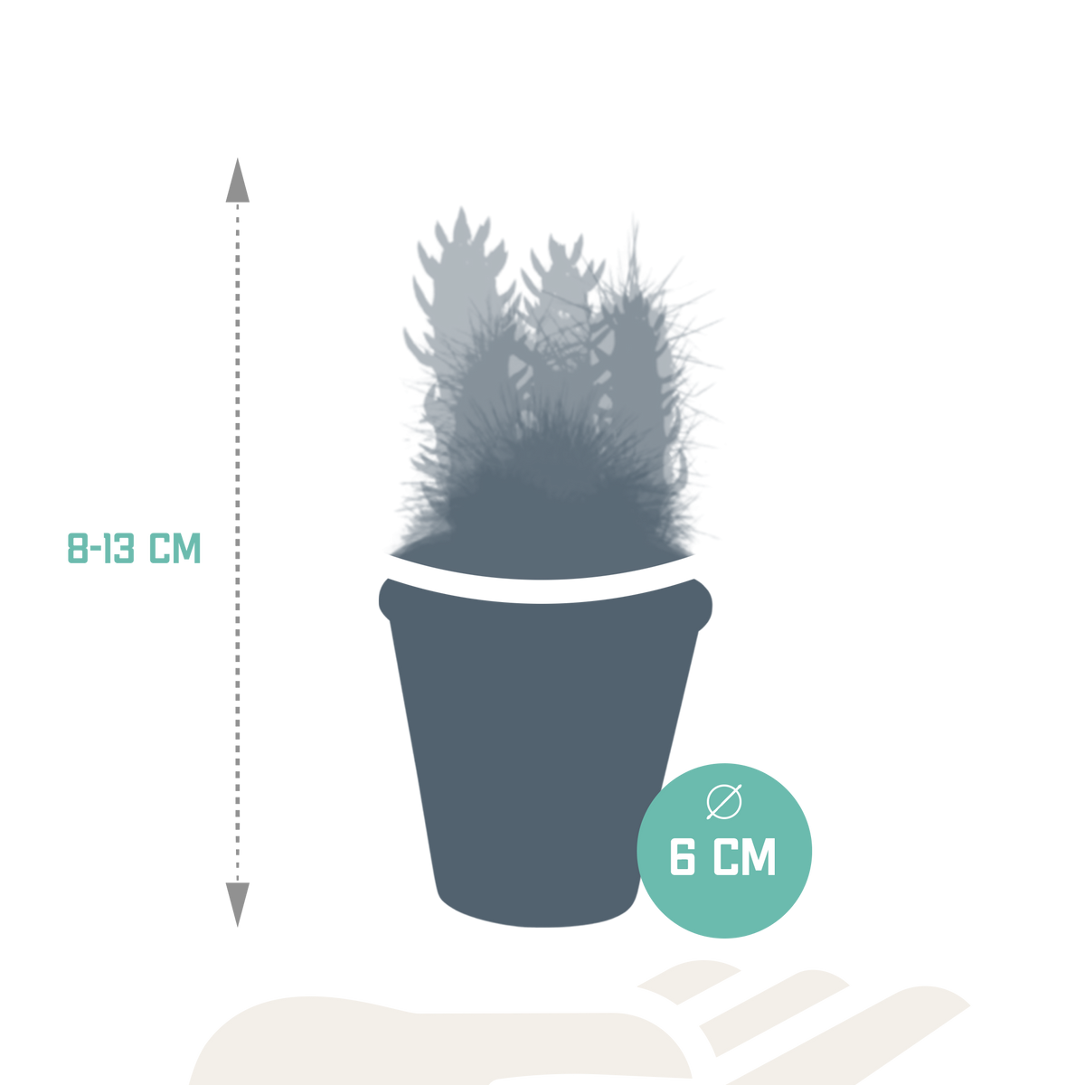 Cactus mix 5.5 cm - 5x - in terracotta pot