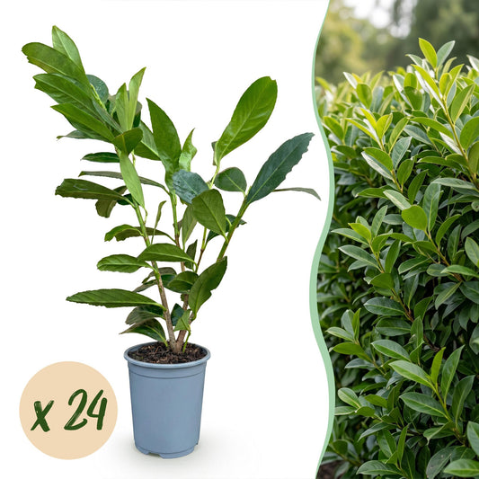 24x Prunus laur. Caucasica - Laurierkers - Haagplanten - Groenblijvend - Groen - Pot 9cm - Hoogte 25-35cm