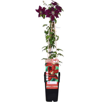 Clematis Niobe - ↨65cm - Ø15