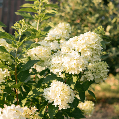 Pluim Hortensia - Hydrangea panniculata Limelight - Bloem Creme Wit  - 1 Plant - Bladverliezend - Grote Bloemen - Pot 17cm Hoogte 50cm
