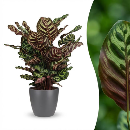 Kamerplant - Pauwenplant - Calathea Makoyana - Groen - Weinig onderhoud - 1 Plant - met Potter Grijs - Pot 19cm - Hoogte 70cm
