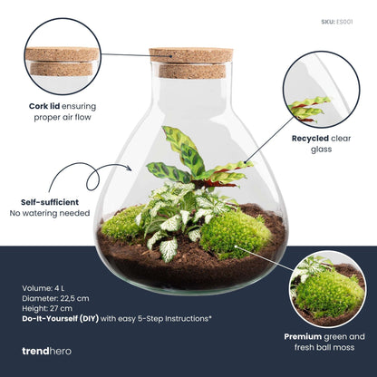 DIY terrarium - Sammie Calathea - ↕ 27 cm - Rake + Shovel + Tweezer + Scissors