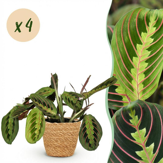 Kamerplant - Maranta Fascinator Tricolour - Gebedsplant - Huisdiervriendelijke Plant - Groen - 4 Planten - met Mand - Pot 12cm - Hoogte 25cm