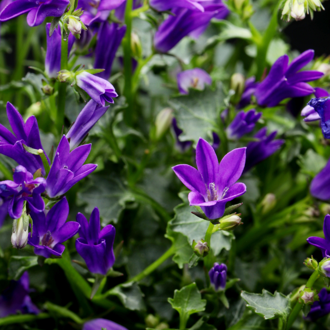 12x Campanula pers. 'Coerulea' - ↕10-25cm - Ø9cm