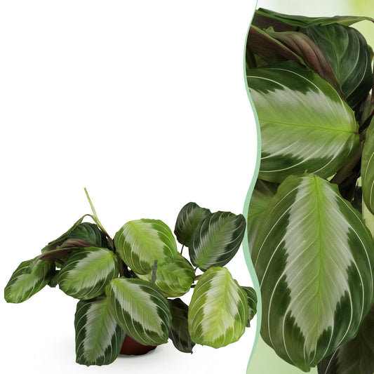Kamerplant - Maranta Fascinator Silverband - Gebedsplant - Huisdiervriendelijke Plant - Groen - 1 Plant - Pot 12cm - Hoogte 25cm