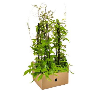 4x Cobea Scandens Violet Blue Ø13 cm - ↕60 cm