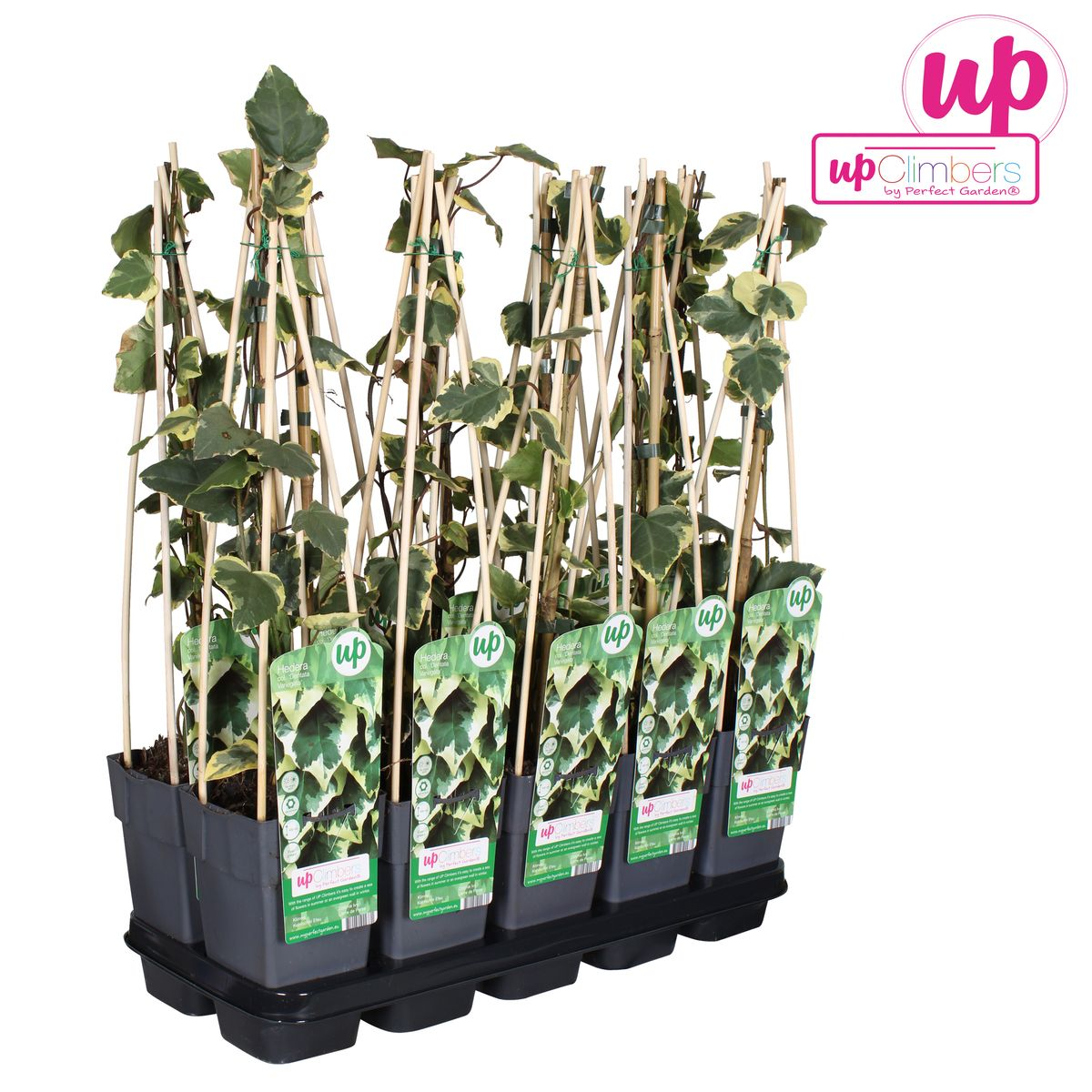 Hedera colchica 'Dentata Variegata' - Ø15cm - ↕65cm
