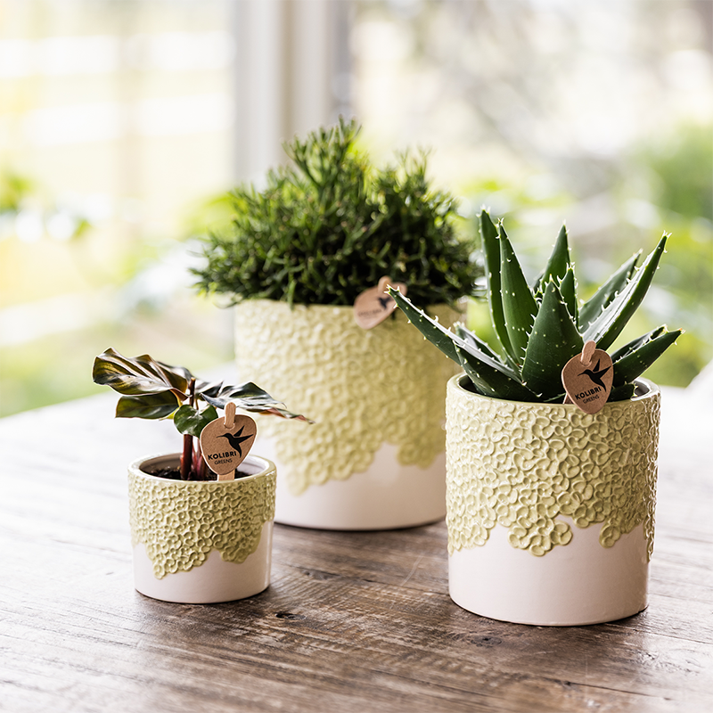 Kolibri Home | Bloom sierpot - Green - Ø12cm