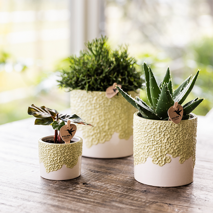 Kolibri Home | Bloom sierpot - Green - Ø12cm