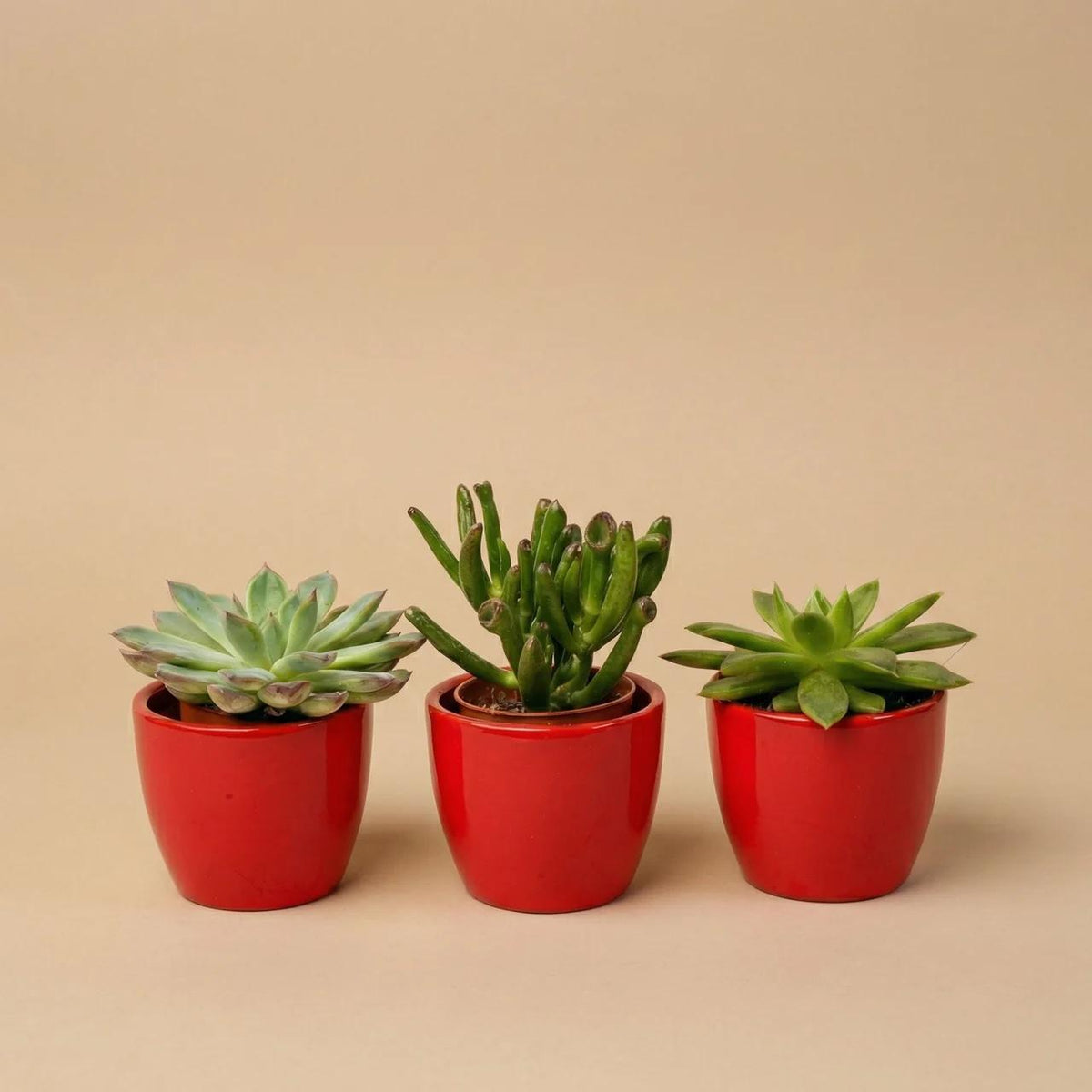Succulenten set van 3 met rode mini pot - ↑ 8–12 cm