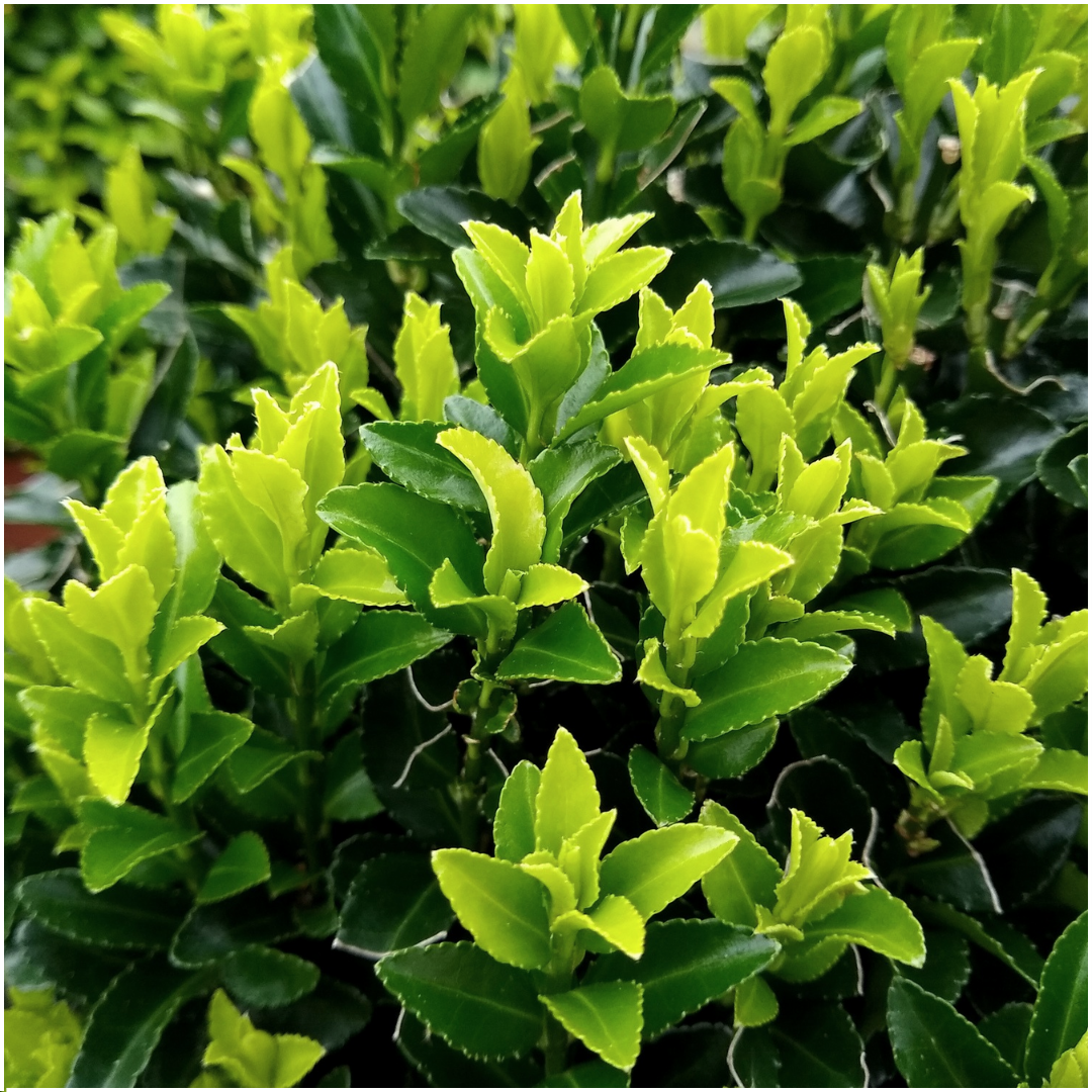 48 x Euonymus 'Green Spire' - 48 x Ø 7 cm - ↨ 15 cm
