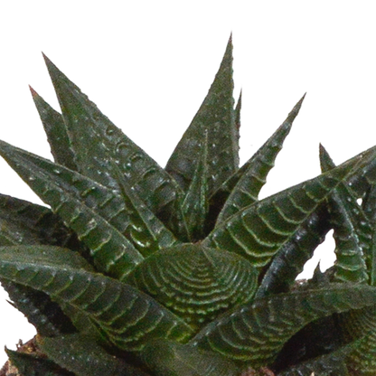 Gasteria/Haworthia mix 8,5cm - 3x - in witte pot