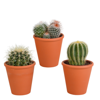 Bolcactus mix 8,5 cm | 3 stuks - in terracotta pot