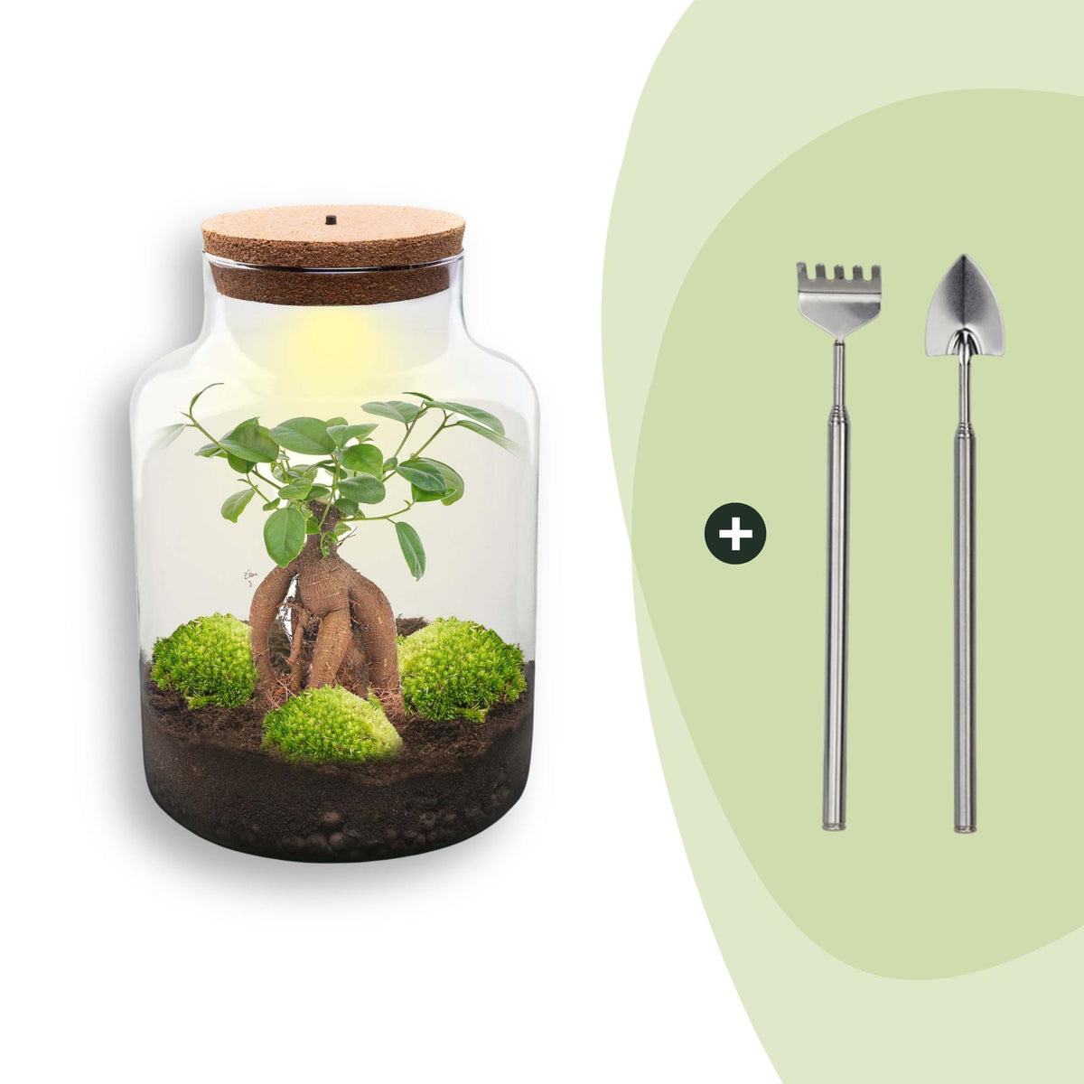 DIY Planten terrarium met licht - Milky Bonsai - Ø 21 cm ↑ 30 cm - Rake + Shovel