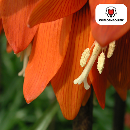 Fritillaria Keizerskroon Rubra rood/oranje 5 stuks