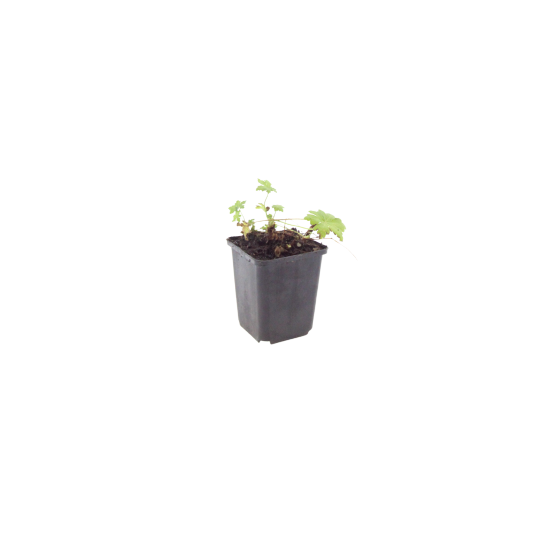12x Geranium macr. 'White Ness' - ↕10-25cm - Ø9cm