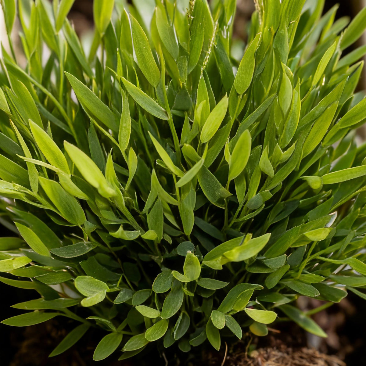 Kamerplant - Bamusa Pogonatherum Monica - Bamboegras - Huisdiervriendelijke Plant - Groen - 4 Planten - met Potter Grijs - Pot 12cm - Hoogte 20cm
