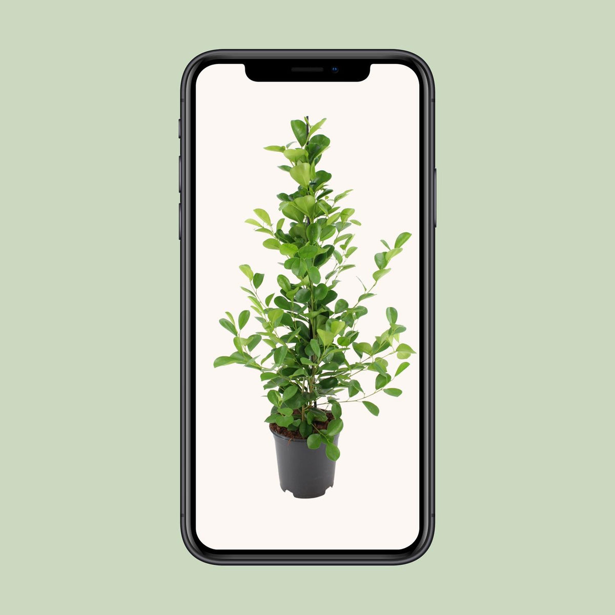Ficus microcarpa Moclame - Ø21cm - ↕95cm