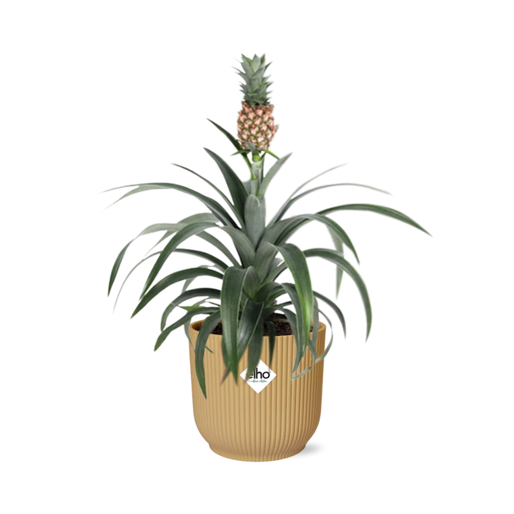 Ananas Mi Amigo in ELHO Vibes Fold 14cm geel