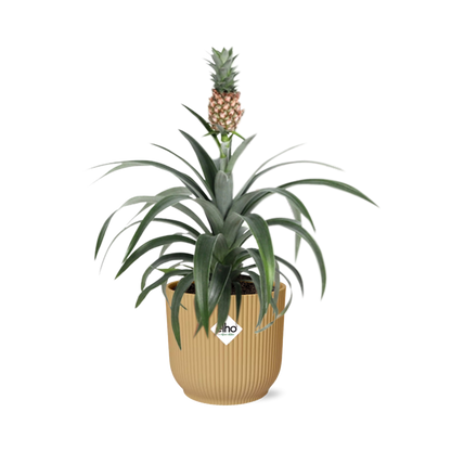 Ananas Mi Amigo in ELHO Vibes Fold 14cm geel