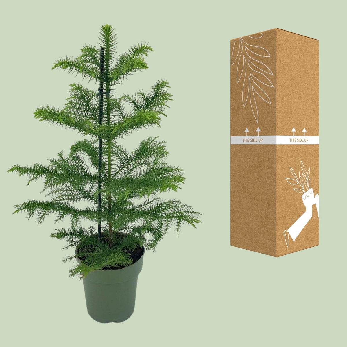 Araucaria Heterophylla - Ø14cm - ↕40cm