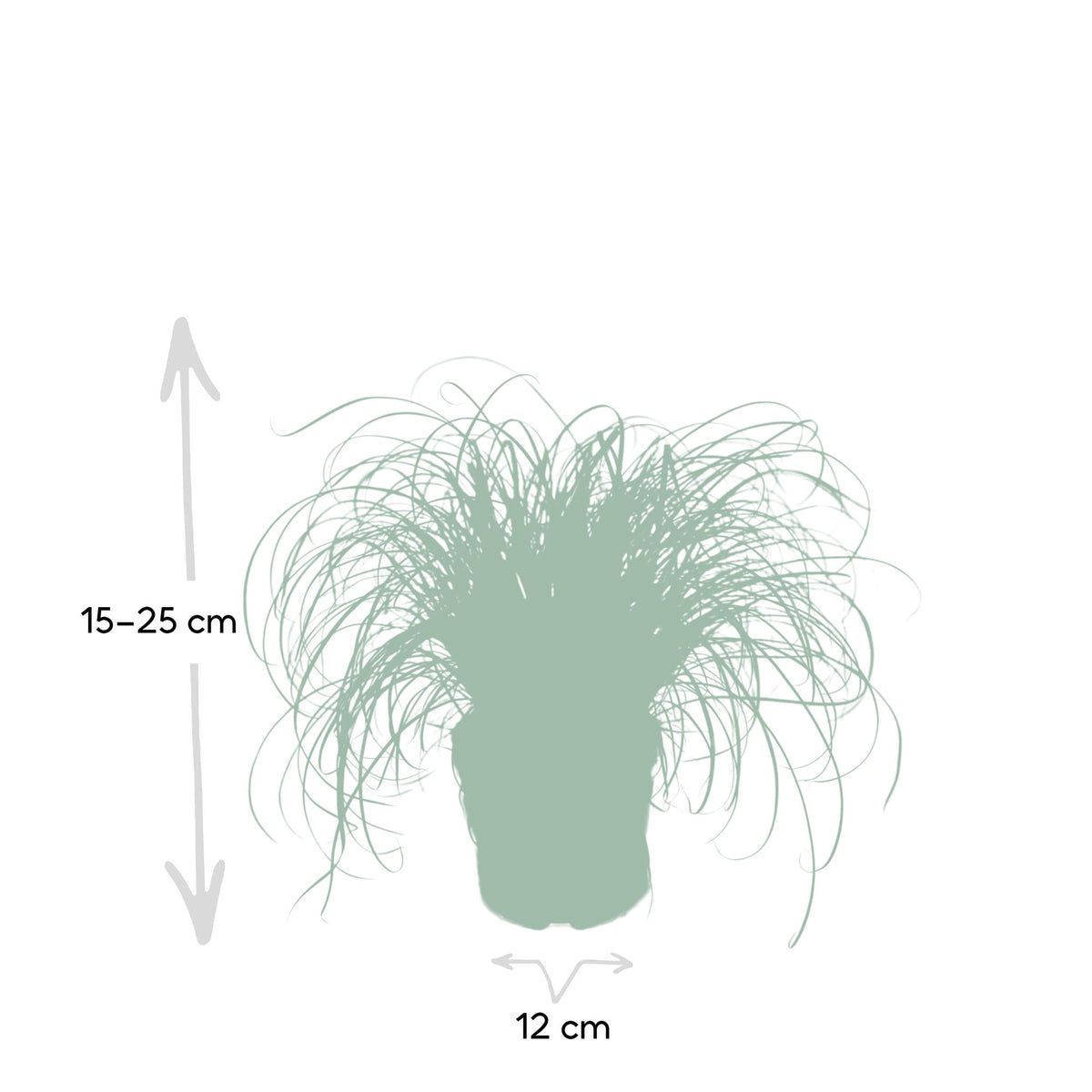 Cyperus Alternifolius - Kattengras - Ø12cm - ↕20cm