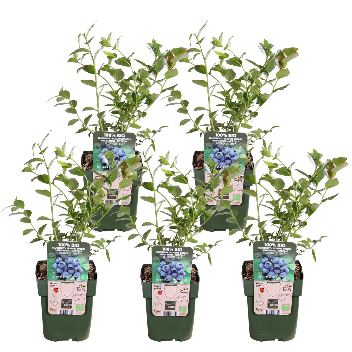 5x - Vaccinium corymbosum 'Reka' - ↨45cm - Ø13