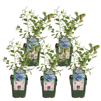 5x - Vaccinium corymbosum 'Reka' - ↨45cm - Ø13