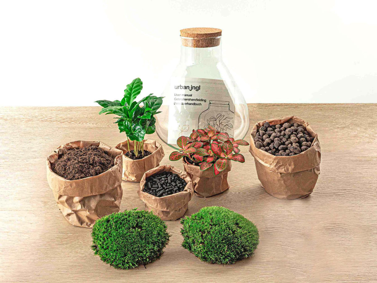 DIY terrarium - Sammie Coffea Red - Ø 22,5 cm ↑ 27 cm - No tools