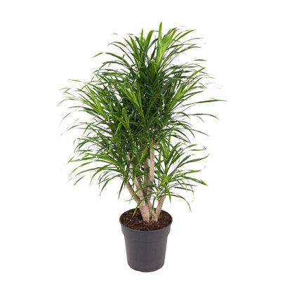 Dracaena Anita - Ø24cm - ↕100cm