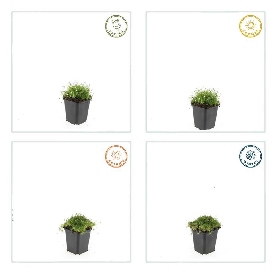 60x Sagina subulata - ↕10-25cm - Ø9cm