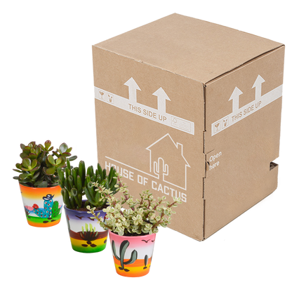 Crassula mix 8.5 cm - 3x - in Mexicaanse pot