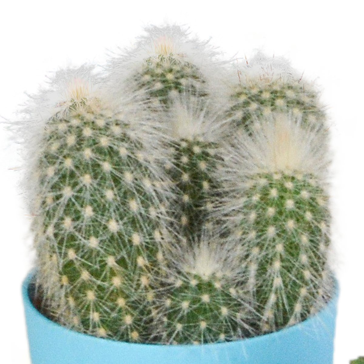 Cactus mix 5.5 cm - 5x - in gekleurde plasticpot
