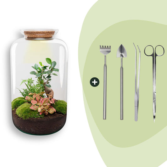 DIY terrarium - Sven XL Bonsai - Met verlichting - ↕ 43 cm - Rake + Shovel + Tweezer + Scissors