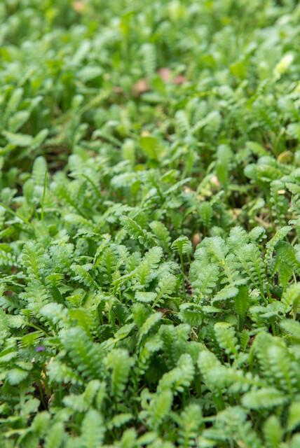 6x Leptinella squalida - ↕10-25cm - Ø9cm