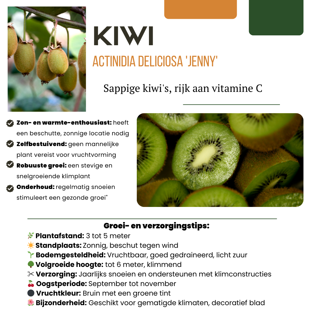 3 x Biologische kiwiplanten - Ø 13 cm - ↨ 20 cm