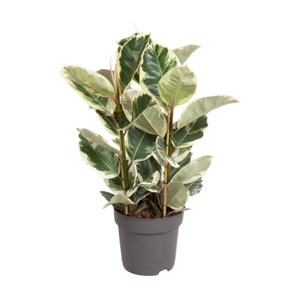 Ficus Elastica Tineke - Ø27cm - ↕100cm