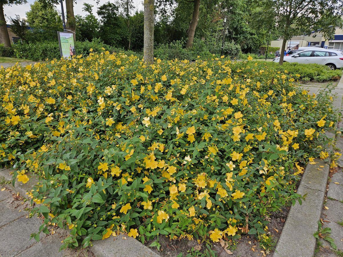 6x Hypericum 'Hidcote' - ↕10-25cm - Ø9cm