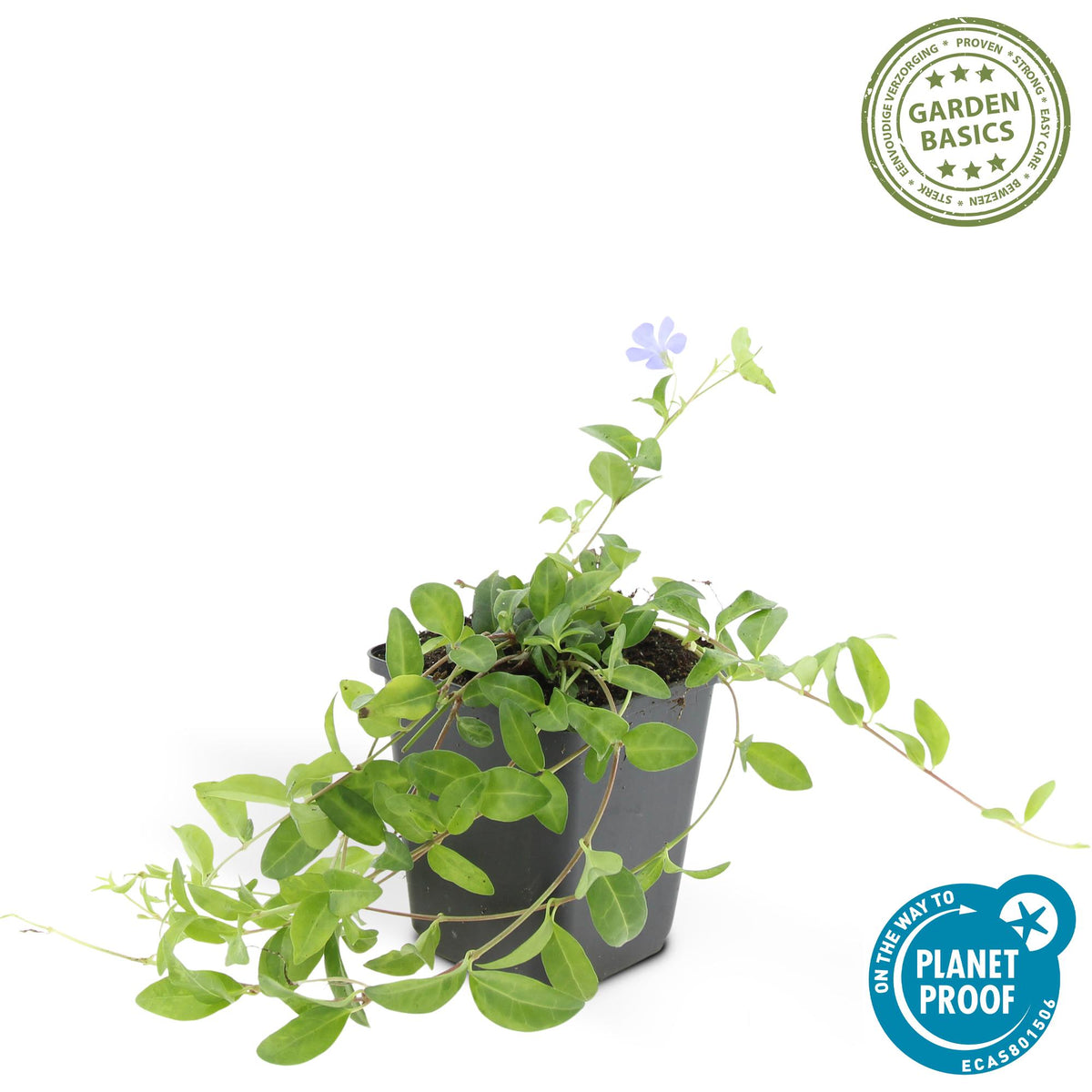 6x Vinca minor 'La Grave' - ↕10-25cm - Ø9cm