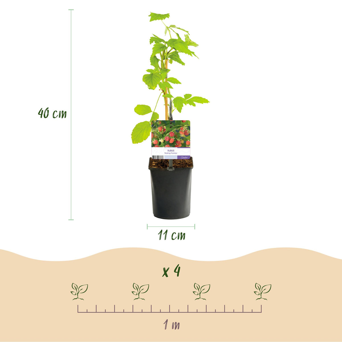 Fruitplant - Framboos - Rubus Mailing Promise  - Rode Framboos - 2 planten -  Pot 11cm Hoogte 40cm