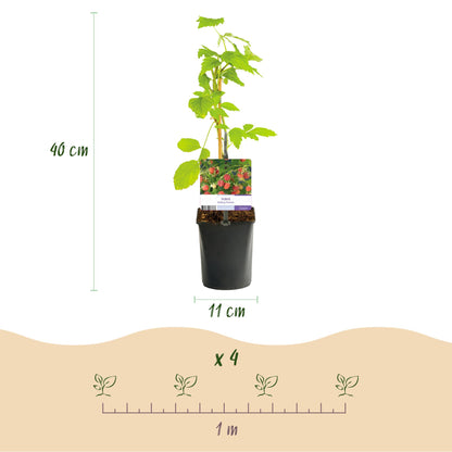 Fruitplant - Framboos - Rubus Mailing Promise  - Rode Framboos - 2 planten -  Pot 11cm Hoogte 40cm