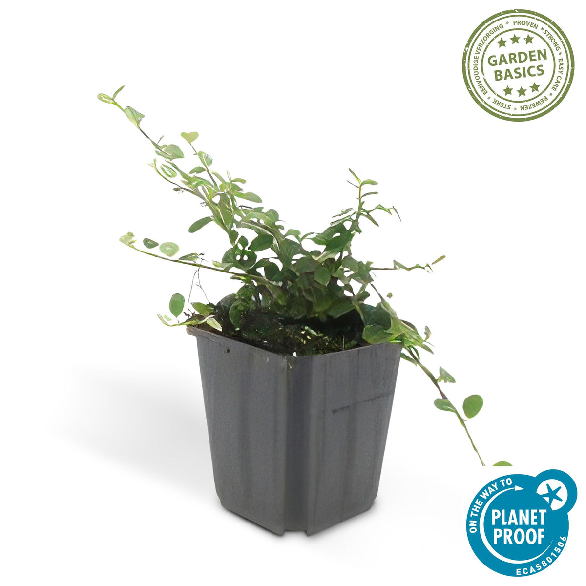 Cotoneaster pr. 'Queen of Carpets' - â†•10-25cm - Ã˜9cm 1x