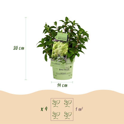 Tuinplant - Hydrangea panniculata Groundbreaker Greeny - Pluimhortensia - Winterhard - Creme - 8 Planten - Pot 14cm -Hoogte 20-25cm