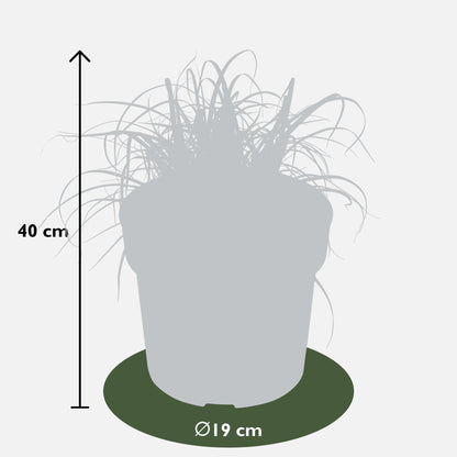 Uncinia rubra Everflame - Ø19cm - ↕40cm - Ø19 - ↨40cm
