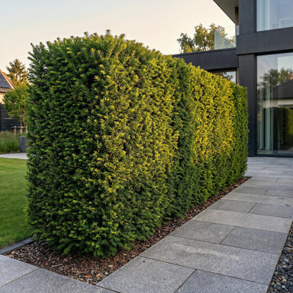 16x Taxus baccata - Venijnboom - Haagplanten - Groenblijvend - Groen - Pot 9cm - Hoogte 20-30cm